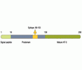 proNT-3 Blocking Peptide