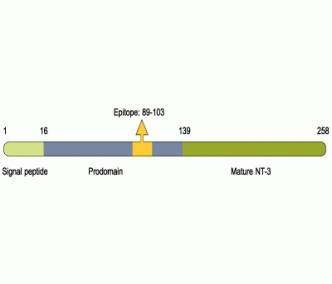 proNT-3 Blocking Peptide