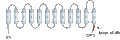 Anti-MCT4 (SLC16A3) Antibody