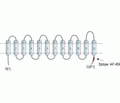 GDNF Blocking Peptide