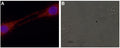 Anti-GDNF Antibody