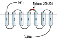 Anti-Neurotensin Receptor 1 (extracellular) Antibody