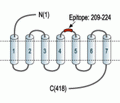 Neurotensin Receptor 1 (extracellular) Blocking Peptide
