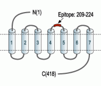 Neurotensin Receptor 1 (extracellular) Blocking Peptide