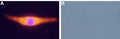 Anti-Neurotensin Receptor 2 Antibody