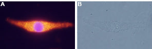 Anti-Neurotensin Receptor 2 Antibody
