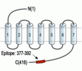 Neurotensin Receptor 2 Blocking Peptide