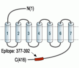 Neurotensin Receptor 2 Blocking Peptide