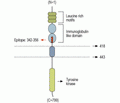 TrkA (extracellular) Blocking Peptide