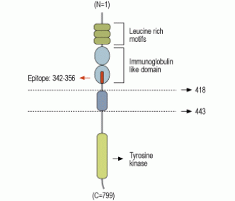 TrkA (extracellular) Blocking Peptide