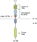 Anti-TrkA (extracellular)-ATTO Fluor-633 Antibody