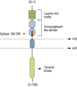 Anti-TrkA (extracellular)-ATTO Fluor-633 Antibody