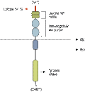 Guinea Pig Anti-TrkB (extracellular) Antibody