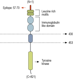Anti-TrkB (extracellular) Antibody