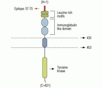 TrkB (extracellular) Blocking Peptide