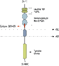 Anti-TrkC (extracellular) Antibody