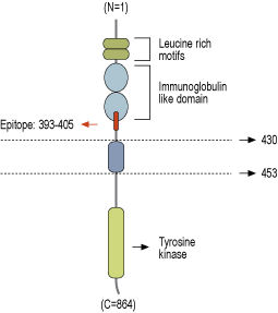 Anti-TrkC (extracellular) Antibody