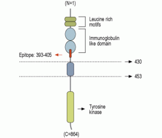 TrkC (extracellular) Blocking Peptide