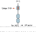 Anti-GFR alpha 1 (extracellular) Antibody