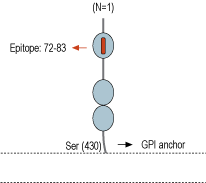 Anti-GFR alpha 1 (extracellular) Antibody