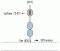 GFR α 1 (extracellular) Blocking Peptide
