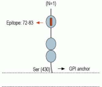 GFR α 1 (extracellular) Blocking Peptide