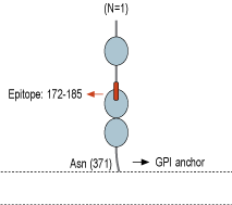 Anti-GFR alpha 3 (extracellular) Antibody