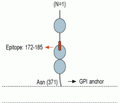 GFR α 3 (extracellular) Blocking Peptide