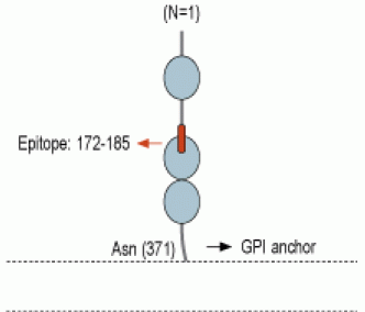 GFR α 3 (extracellular) Blocking Peptide