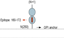 Anti-GFR alpha 4 (extracellular) Antibody
