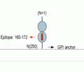GFR α 4 (extracellular) Blocking Peptide