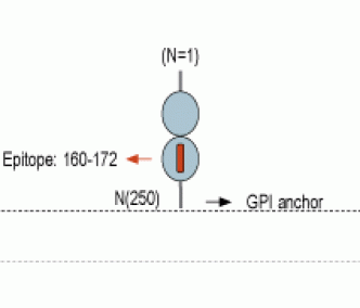 GFR α 4 (extracellular) Blocking Peptide