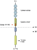 Anti-Ret (extracellular) Antibody