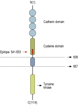 Anti-Ret (extracellular) Antibody