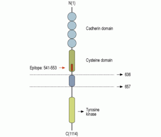 Ret (extracellular) Blocking Peptide