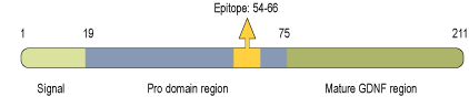 Anti-proGDNF Antibody