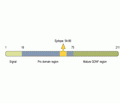 proGDNF Blocking Peptide