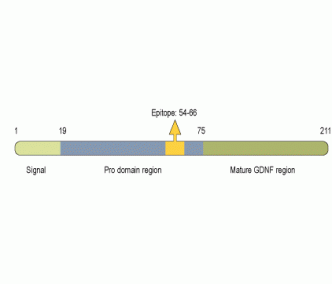 proGDNF Blocking Peptide
