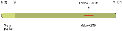 Anti-CDNF Antibody