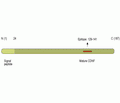 CDNF Blocking Peptide
