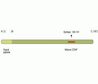 CDNF Blocking Peptide