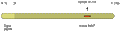 Anti-MANF/ARMET Antibody