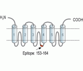 UCP2 Blocking Peptide