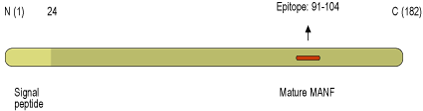 Anti-MANF/ARMET-ATTO Fluor-594 Antibody