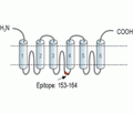MANF/ARMET Blocking Peptide