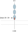 Anti-GFRAL (extracellular) Antibody