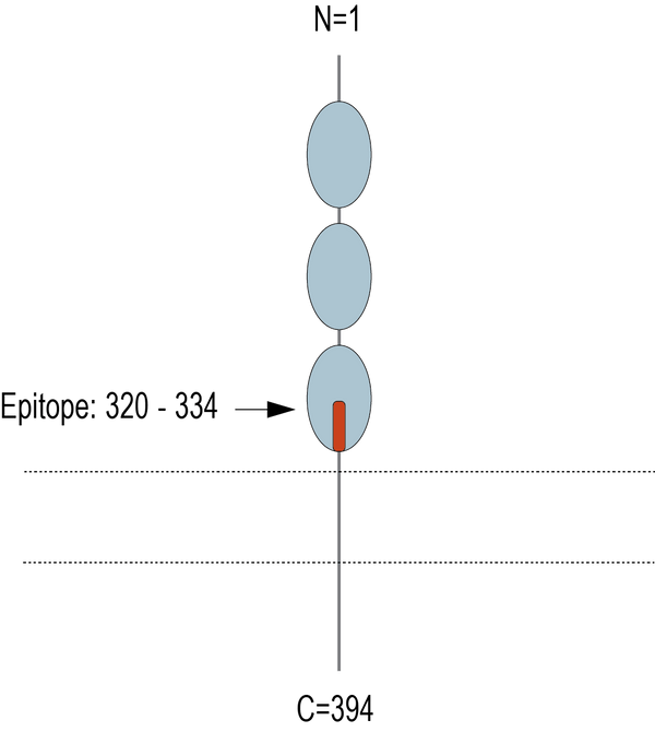 Anti-GFRAL (extracellular) Antibody