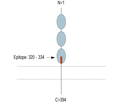GFRAL (extracellular) Blocking Peptide