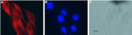 Anti-CNTF Antibody