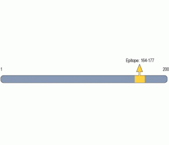 CNTF Blocking Peptide